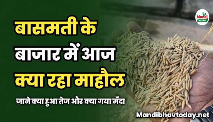 बासमती के बाजार में आज क्या रहा माहौल | जाने क्या हुआ तेज और क्या गया मँदा