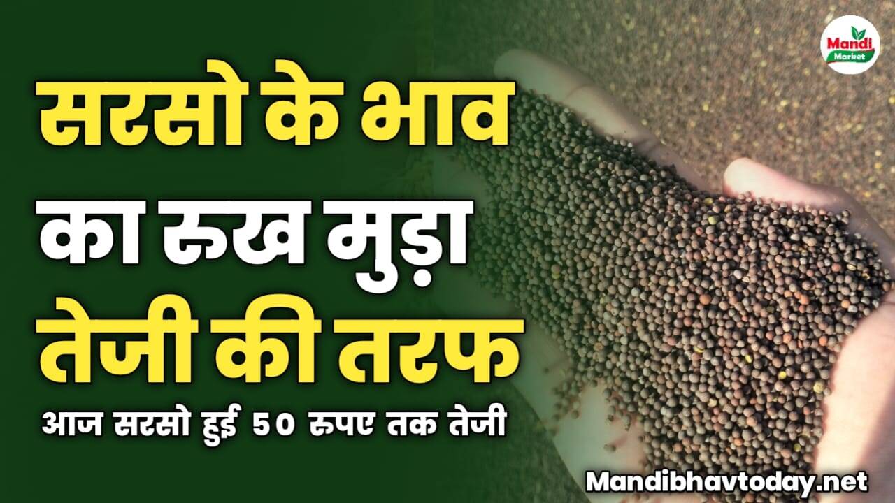 सरसो के भाव का रुख मुड़ा तेजी की तरफ | आज सरसो हुई 50 रुपए तक तेजी