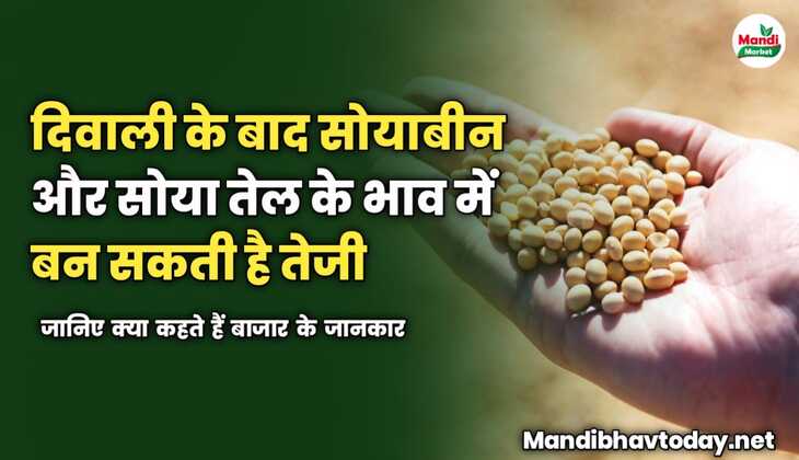 दिवाली के बाद सोयाबीन और सोया तेल के भाव में बन सकती है तेजी | जानिए क्या कहते हैं बाजार के जानकार