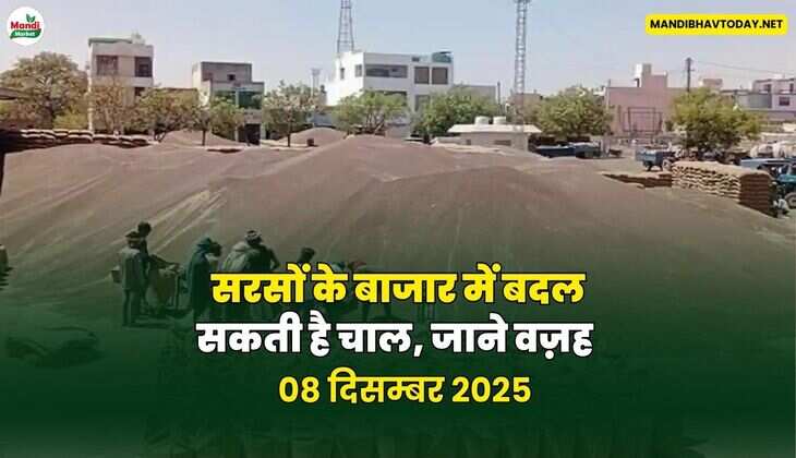 सरसों के बाजार की बदल सकती है चाल, जाने वज़ह