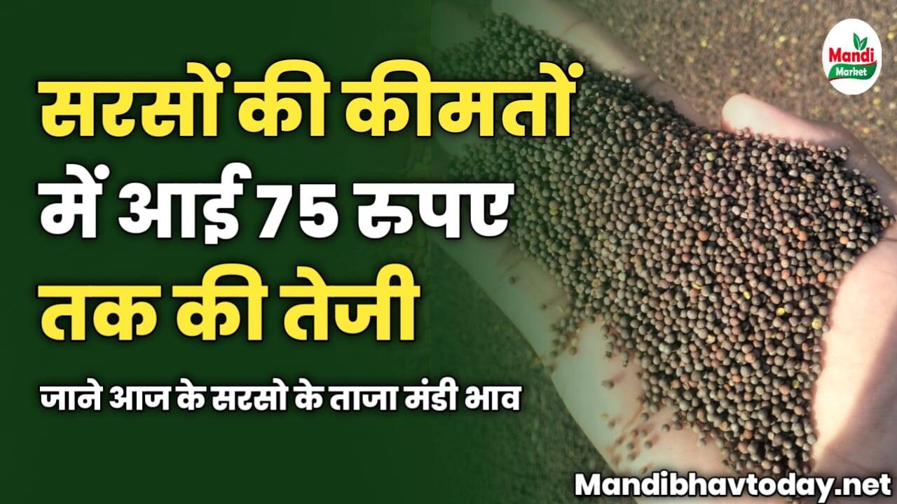 सरसों की कीमतों में आई 75 रुपए तक की तेजी | जाने आज के सरसो के ताजा मंडी भाव