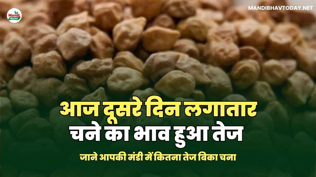 आज दूसरे दिन लगातार चने का भाव हुआ तेज | जाने आपकी मंडी में कितना तेज बिका चना