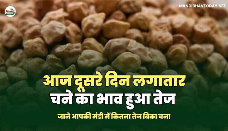 आज दूसरे दिन लगातार चने का भाव हुआ तेज | जाने आपकी मंडी में कितना तेज बिका चना