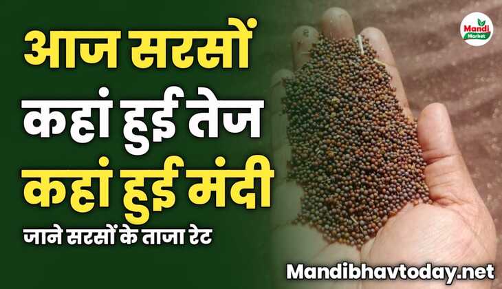 आज सरसों कहां हुई तेज कहां हुई मंदी | जाने सरसों के ताजा रेट