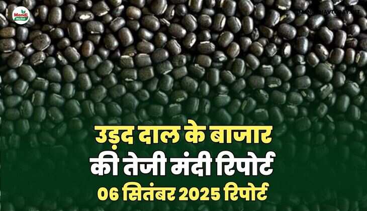 उड़द दाल की तेजी मंदी रिपोर्ट -06   sep 2025