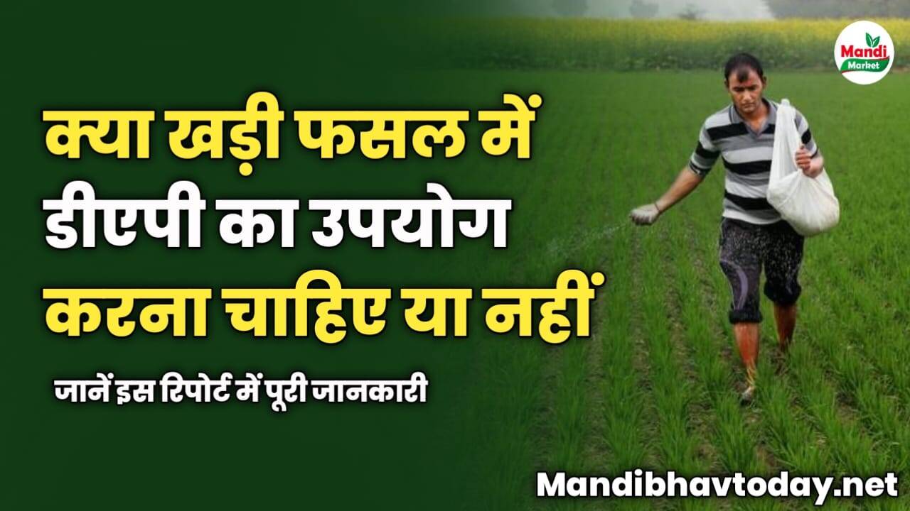 खड़ी फसल में डीएपी का उपयोग करना चाहिए या नहीं | जानें इस रिपोर्ट में