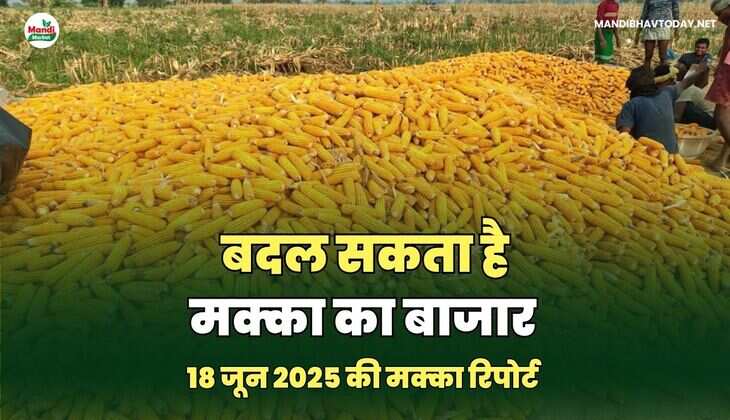 बदल सकता है मक्का का बाजार - रिपोर्ट 