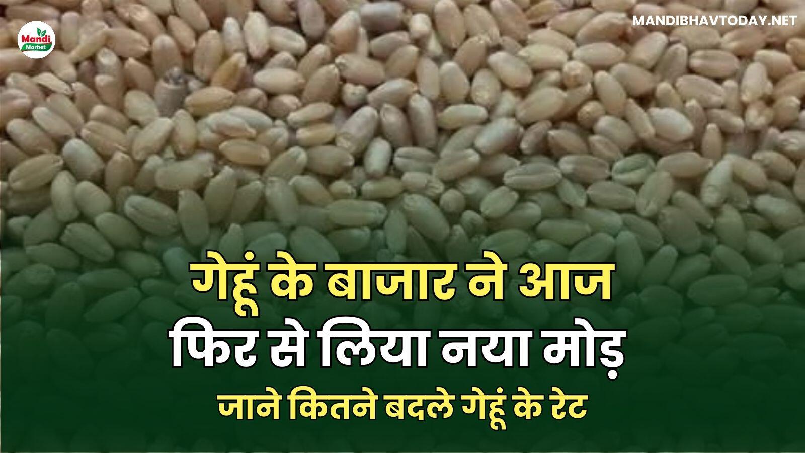 गेहूं के बाजार ने आज फिर से लिया नया मोड़ | जाने कितने बदले गेहूं के रेट