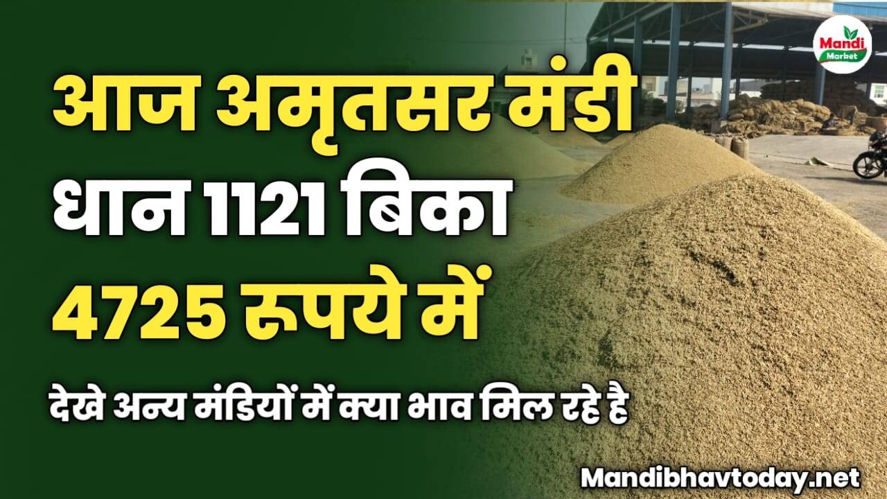 आज अमृतसर मंडी धान 1121 बिका 4725 रूपये में | देखे अन्य मंडियों में क्या भाव मिल रहे है