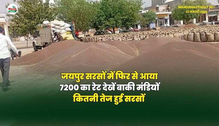 जयपुर सरसों में फिर से आया 7200 का रेट | देखें बाकी मंडियों कितनी तेज हुई सरसों