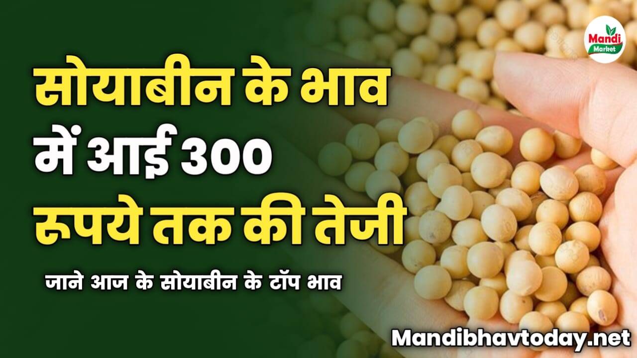 सोयाबीन के भाव में आई 300 रूपये तक की तेजी | जाने आज के सोयाबीन के टॉप भाव