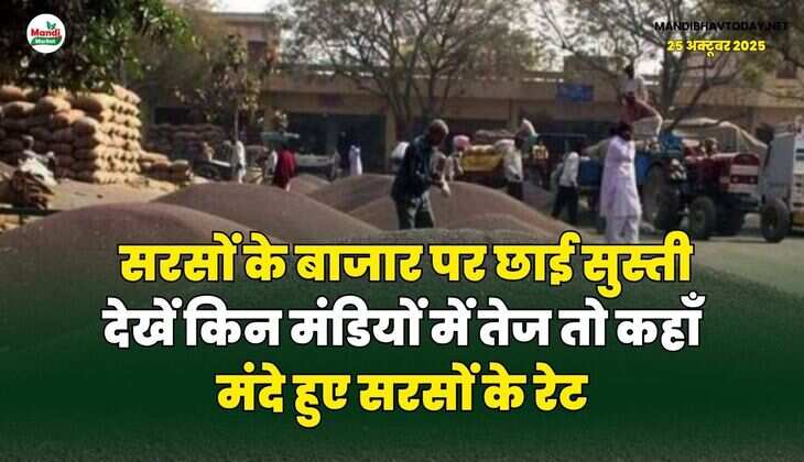 सरसों के बाजार पर छाई सुस्ती | देखें किन मंडियों में तेज तो कहाँ मंदे हुए सरसों के रेट