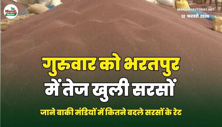 गुरुवार को भरतपुर में तेज खुली सरसों | जाने बाकी मंडियों में कितने बदले सरसों के रेट 