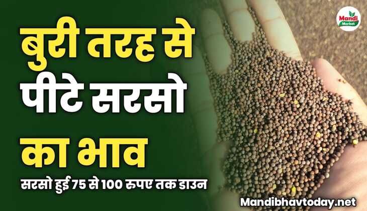 आज बुरी तरह से पीटा सरसो का भाव | सरसो हुई 75 से 100 रुपए तक डाउन 