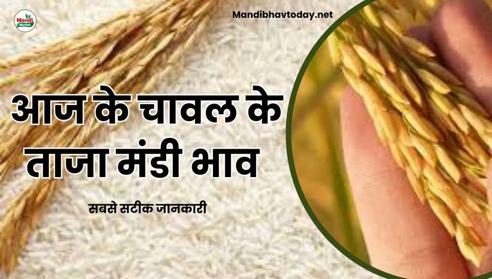 बासमती चावल के ताजा भाव | basmati rice ke taja bhav 26 dec 2023