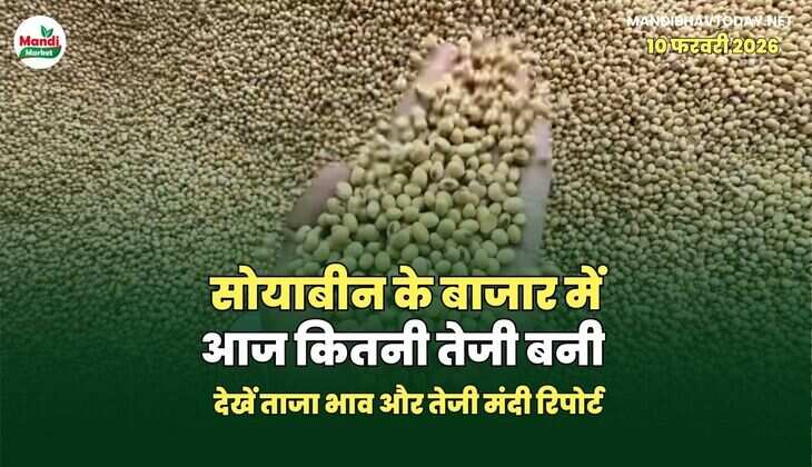 सोयाबीन के बाजार में आज कितनी तेजी बनी | देखें ताजा भाव और तेजी मंदी रिपोर्ट