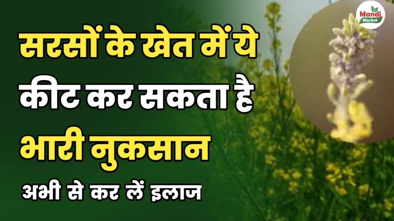 अगर सरसों बोई हुई है तो ये नुकसान से बचाने वाली पोस्ट जरूर पढ़ लेना