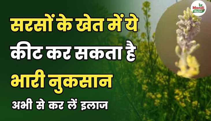 अगर सरसों बोई हुई है तो ये नुकसान से बचाने वाली पोस्ट जरूर पढ़ लेना