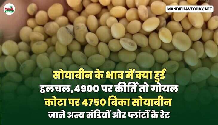 सोयाबीन के भाव में क्या हुई हलचल,4900 पर कीर्ति तो गोयल कोटा पर 4750 बिका सोयाबीन