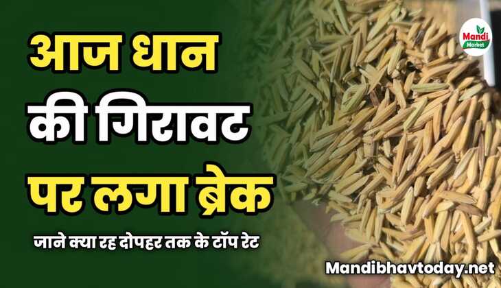 आज धान की गिरावट पर लगा ब्रेक | जाने क्या रह दोपहर तक के टॉप रेट | धान के भाव तेजी मंदी के साथ