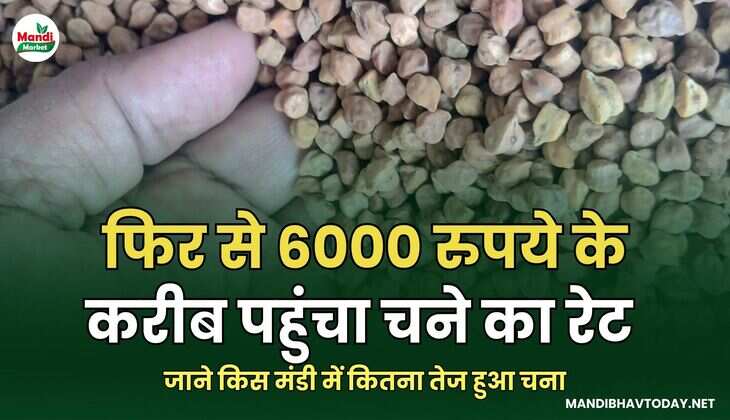 फिर से 6000 के करीब पहुंचा चने का रेट | जाने किस मंडी  में कितना तेज हुआ चना