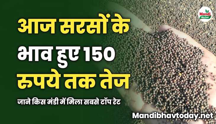 आज सरसों में हुई 150 रुपये तेज | जाने किस मंडी में मिला सबसे टॉप रेट