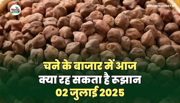 चने के बाजार में आज क्या रह सकता है&nbsp;रूझान