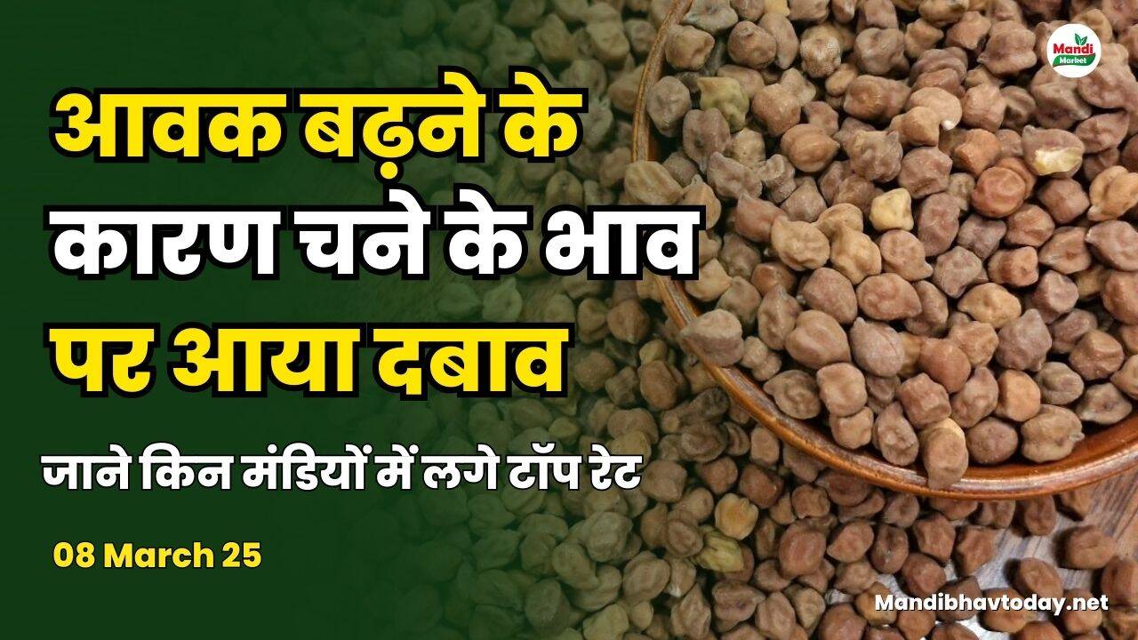 चना टॉप रेट