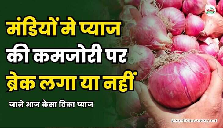 प्याज की कमजोरी पर ब्रेक लगा या नहीं | जाने आज कैसा बिका प्याज