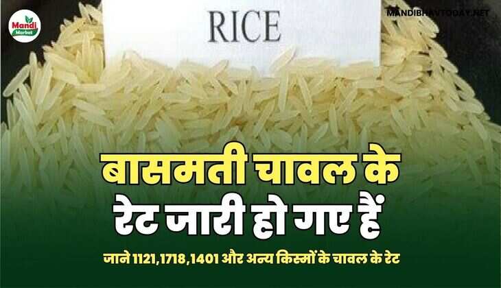  बासमती चावल के रेट जारी हो गए हैं | जाने 1121,1718,1401 और अन्य किस्मों के चावल के रेट