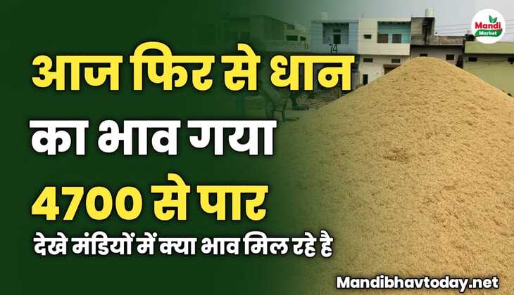 आज फिर से धान का भाव गया 4700 से पार | देखे मंडियों में क्या भाव मिल रहे है 