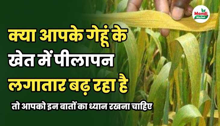 अगर गेहूं की फसल में पीलापन बढ़ रहा है तो सिंचाई के समय रखें इन बातों का ध्यान