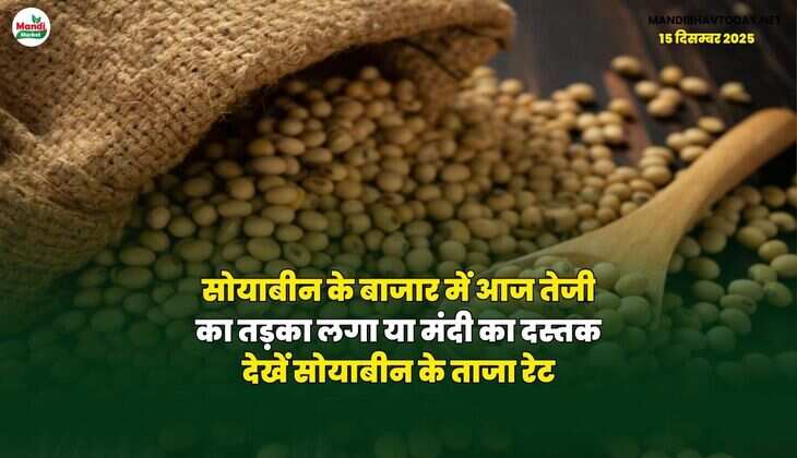 सोयाबीन के बाजार में आज तेजी का तड़का लगा या मंदी का दस्तक | देखें सोयाबीन के ताजा रेट