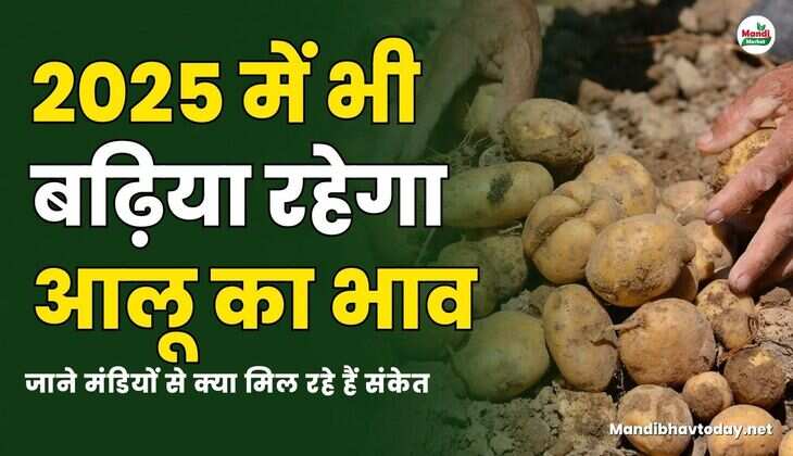2025 में भी बढ़िया रहेगा आलू का भाव | जाने मंडियों से क्या मिल रहे हैं संकेत