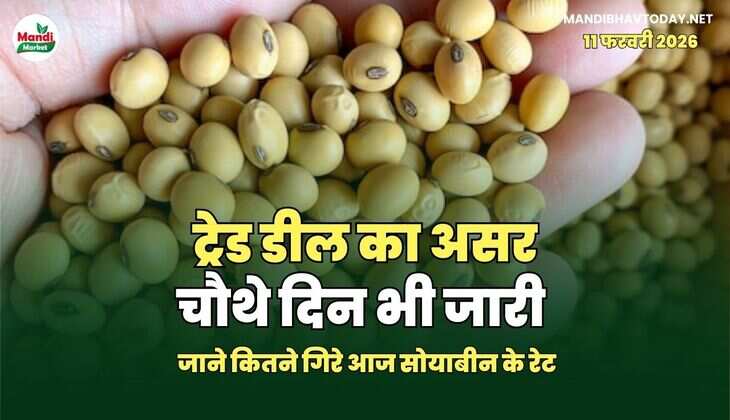 ट्रेड डील का असर चौथे दिन भी जारी | जाने कितने गिरे आज सोयाबीन के रेट