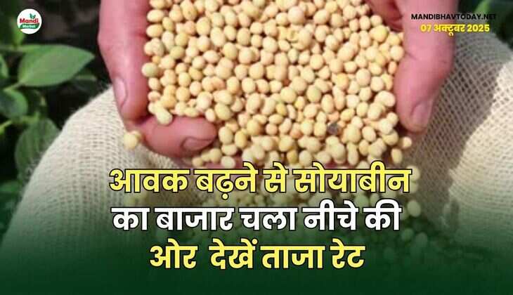 आवक बढ़ने से सोयाबीन का बाजार चला नीचे की ओर | देखें ताजा रेट