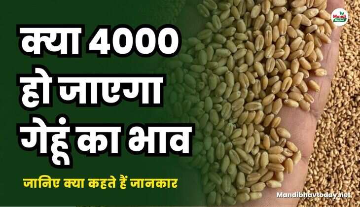 क्या 4000 हो जाएगा गेहूं का भाव | जानिए क्या कहते हैं जानकार