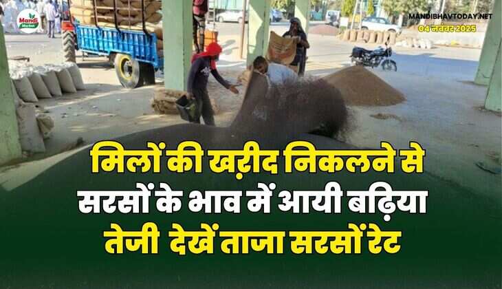 मिलों की खऱीद निकलने से सरसों के भाव में आयी बढ़िया तेजी | देखें ताजा सरसों रेट