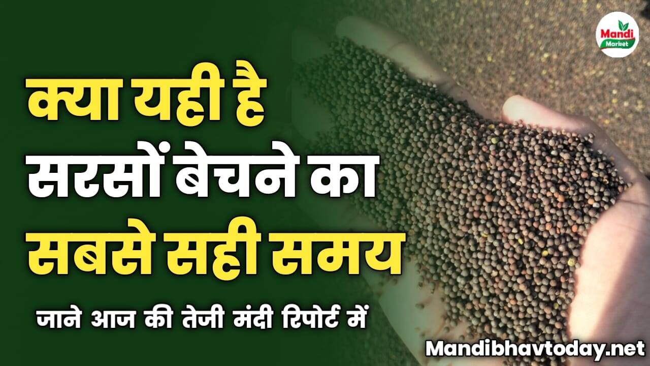 क्या यही है सरसों बेचने का सबसे सही समय | जाने आज की तेजी मंदी रिपोर्ट में