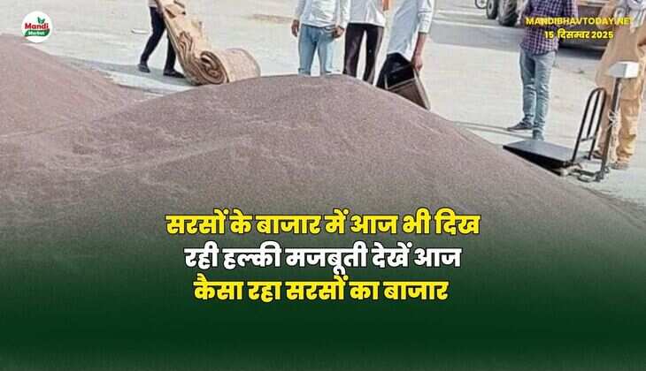 सरसों के बाजार में आज भी दिख रही हल्की मजबूती | देखें आज कैसा रहा सरसों का बाजार
