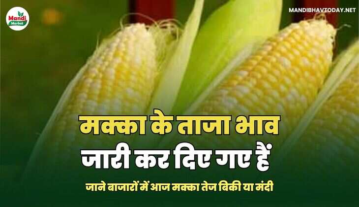  मक्का के ताजा भाव जारी कर दिए गए हैं | जाने बाजारों में आज मक्का तेज बिकी या मंदी