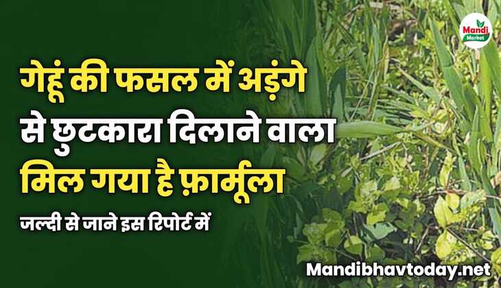 गेहूं में अड़ंगे से छुटकारा दिलाने वाला फ़ार्मूला मिल गया है | जल्दी से जाने
