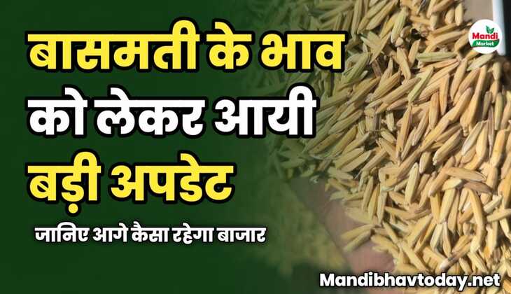 बासमती के भाव को लेकर आयी बड़ी अपडेट | जानिए आगे कैसा रहेगा बाजार