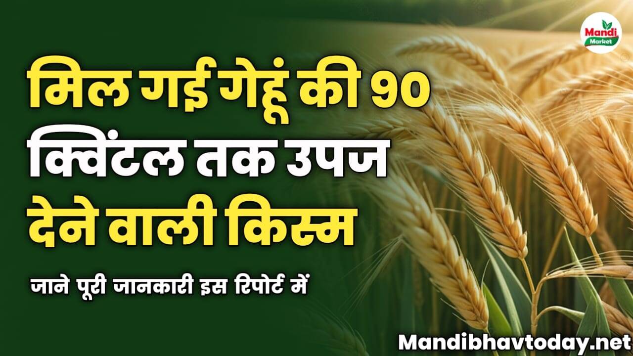 मिल गई गेहूं की 90 क्विंटल तक उपज देने वाली किस्म | जाने पूरी जानकारी इस रिपोर्ट में 