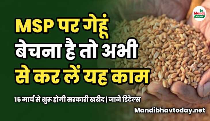 MSP पर गेहूं बेचना है तो अभी से कर लें यह काम | 15 मार्च से शुरू होगी सरकारी खरीद | जाने डिटेल्स