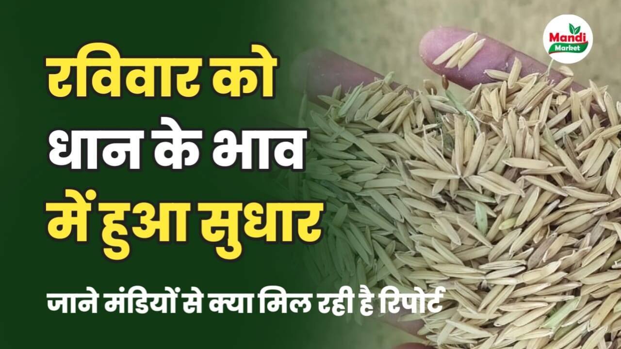 dhaan ke bhav