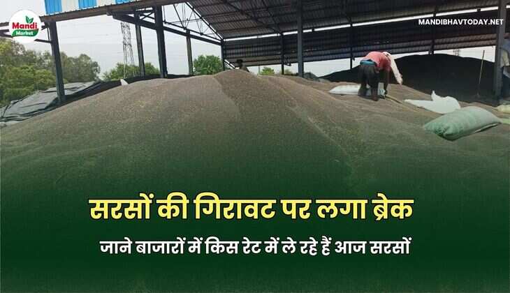 जाने बाजारों में किस रेट में ले रहे हैं आज सरसों
