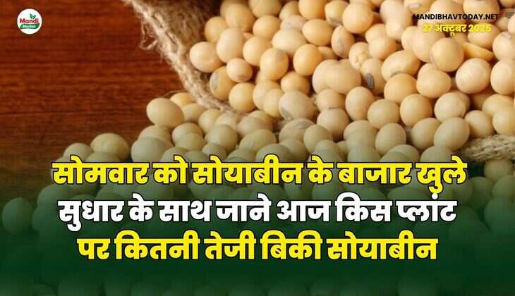 सोमवार को सोयाबीन के बाजार खुले सुधार के साथ | जाने आज किस प्लांट पर कितनी तेजी बिकी सोयाबीन