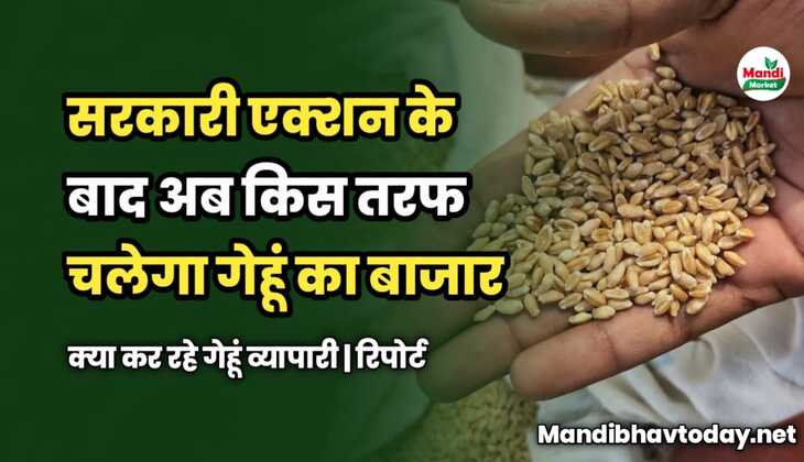 सरकारी एक्शन के बाद अब किस तरफ चलेगा गेहूं का बाजार | क्या कर रहे गेहूं व्यापारी | रिपोर्ट