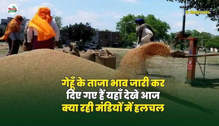 गेहूँ के ताजा भाव जारी कर दिए गए हैं | यहाँ देखे आज क्या रही मंडियों में हलचल